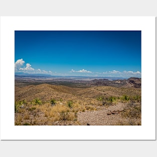 Sotol in the Chihuahuan Desert Posters and Art